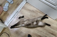 6살 샴 고양이 여아 분양합니다