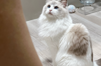 랙돌 여아 분양합니다