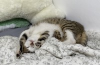 아기 고양이의 가족이 되어주세요!