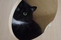 키우던 고양이 사정상 분양 보내요..