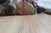 부산 먼치킨 여아 분양합니다