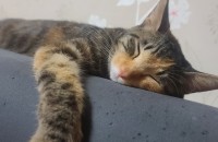 고양이 무료분양 합니다