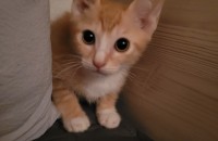 아깽이 무료분양합니다