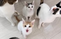 예쁜  숫컷 아가 두마리  분양해요