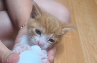 한달도채 안된 아기 고양이 무료분양합니다