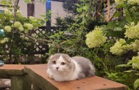 8개월된 남아 분양합니다