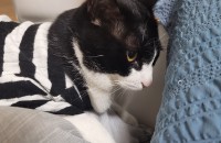 1살 개냥이 분앙합니다ㅠ