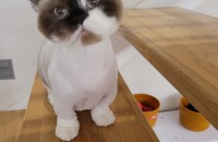 브리티쉬,래가퍼 두마리 분양