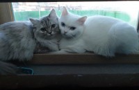 고양이 두마리 잘키워 주실분 찾아요