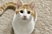 강아지 탈을 쓴 고양이 아지의 입양or입양전제임보처 구합니다