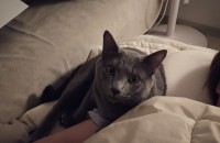 러시안블루 남아 입양보냅니다