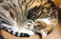 4살 코숏 여아 키워주실분