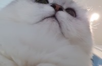 친칠라 1살 분양해요