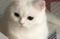 브리티쉬숏헤어성묘..