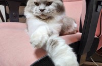 고양이 무료분양 합니다