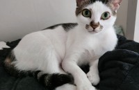 코숏 무료분양 합니다