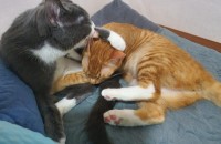 사랑스런 개냥이 두마리 입니다.