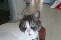 사정이 있어서 고양이 분양해요.