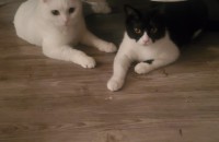 스코티쉬폴드 3년8개월 스코티쉬스트레이트 2년10개월 분양합니다