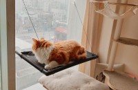 메이쿤 고양이 입양자구해요(서울)