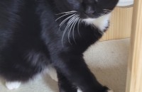 7개월 이쁜아이 분양보내요