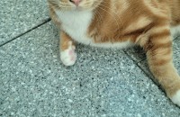 7개월 이쁜아이 분양보내요