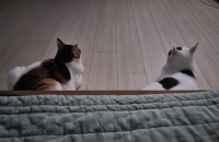 코숏냥이 분양합니다