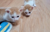 아기 고양이 무료분양 합니다