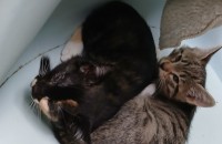 안녕하세요 길냥이 임시보호중입니다