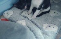 남매냥이 가족이되주세요♥