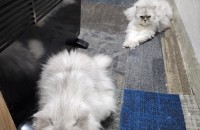 두마리 암것  페르시안종입니다 가족처럼잘돌봐주실분