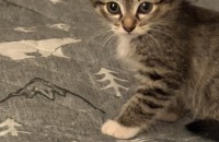 12월 17일에 태어난 고양이