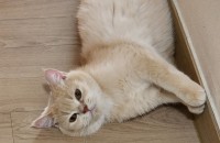 먼치킨 롱레그 남아 분양합니다.