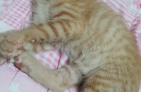 가장 귀여울때 데려가세요 ^^