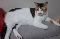 삼색이귀염둥이