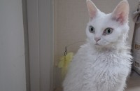 데본렉스