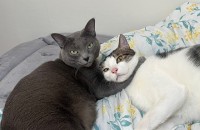 코숏&러시안블루 분양