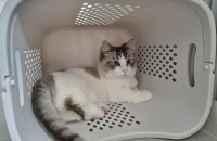 경기 파주 고양이 분양합니다.