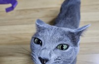 러시아블루 여자 중성화 완료