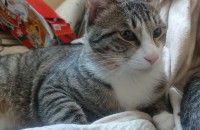 무료고양이분양