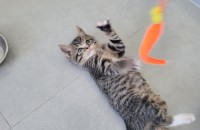 아기고양이 3개월된 고등어 코숏 분양합니다