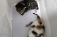 충남 아산 새끼고양이 2마리 무료 분양합니다