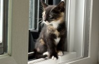 카오스 아기고양이 입양합니다.