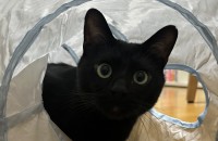 조용하고 착한 올블랙 까망이 평생가족 찾습니다