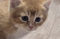 아기고양이 분양합니다