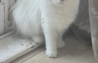 페르시안 여아2살무료분양합니다