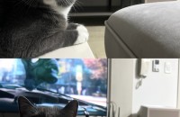 고양이 분양 보냅니다