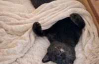 조용하고 착한 올블랙 까망이 평생가족 찾습니다