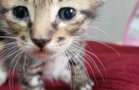 예쁜 고양이 데려가세요.