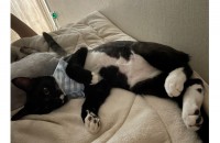 애교쟁이 골골송 장인 턱시도 왕자님